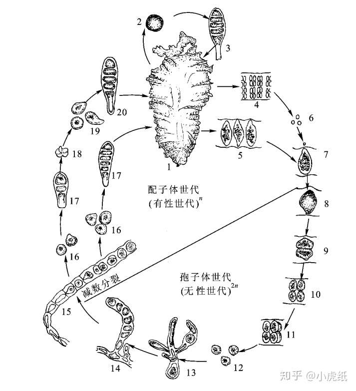 裙带菜孢子体发达还是配子体发达