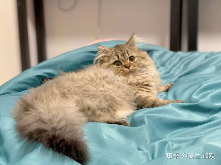 蓝猫和银渐层能配出什么样的小猫?