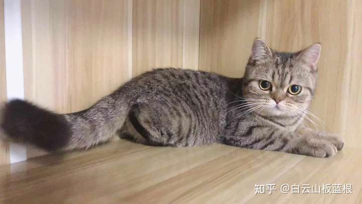 是虎斑和渐层配出来的. 金虎斑. 和我家的猫猫很像哦⊙⊙!