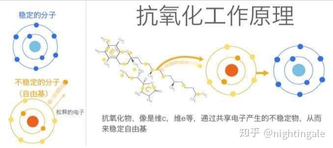 抗氧化主要是抗自由基