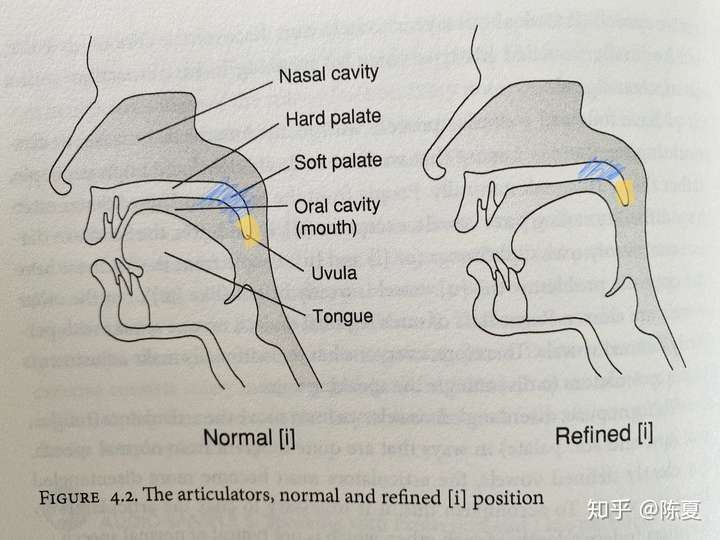 声乐里抬软腭立小舌的动作到底是怎样的最好有个视频或图片