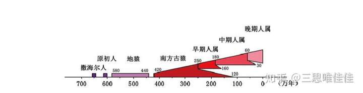 人类进化阶段