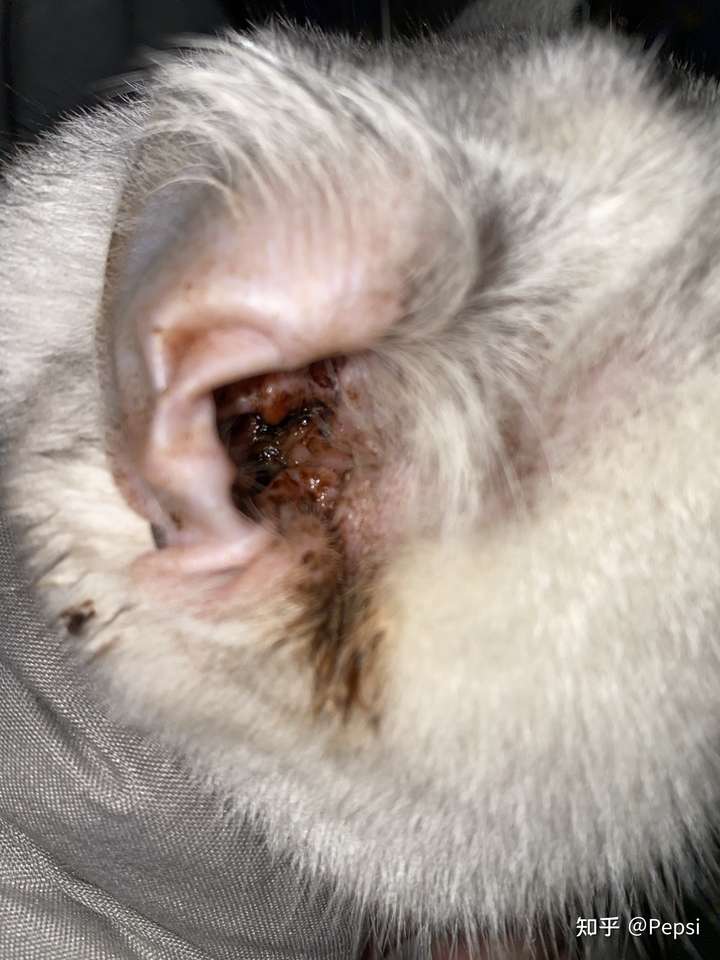 猫咪耳朵下方靠近脸部脱毛,是由于耳螨严重扩散的原因,还是抓挠过度