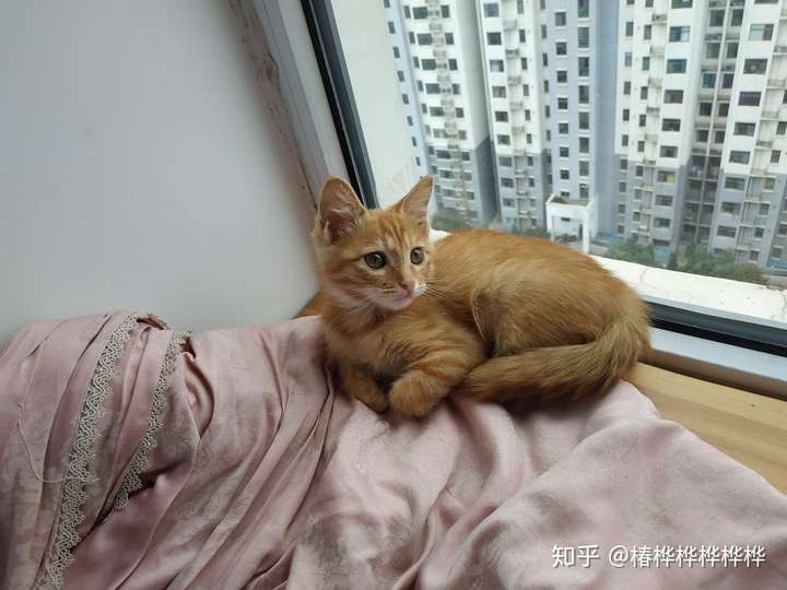 100元买的一只两个月大的小橘猫值不值?