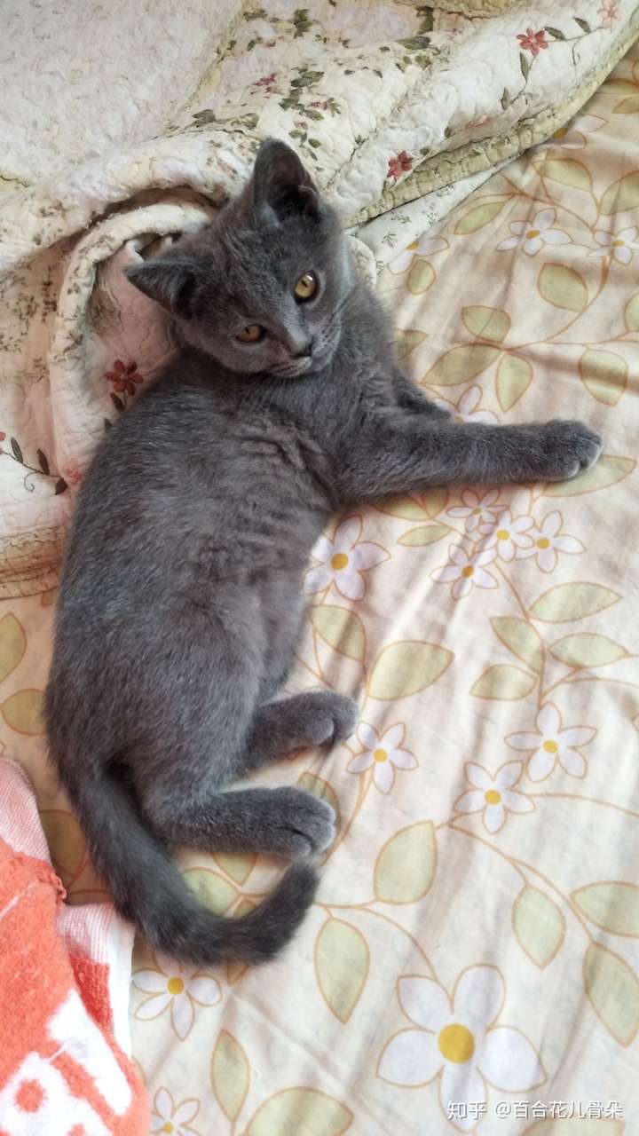 英短蓝猫脸超尖怎么破?