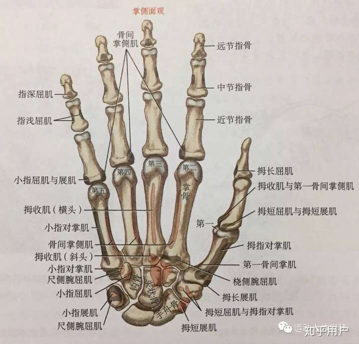 如何给幼儿园的孩子解释,为什么人的大拇指是两节,其他手指都是三节?