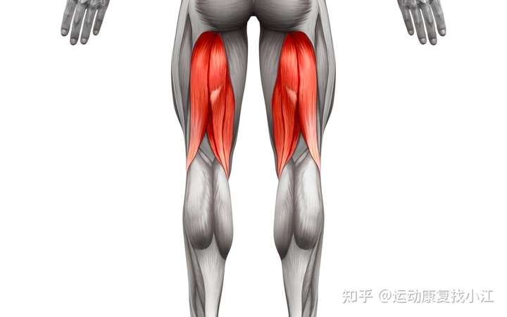 大腿后肌群拉伤如何有效的恢复?