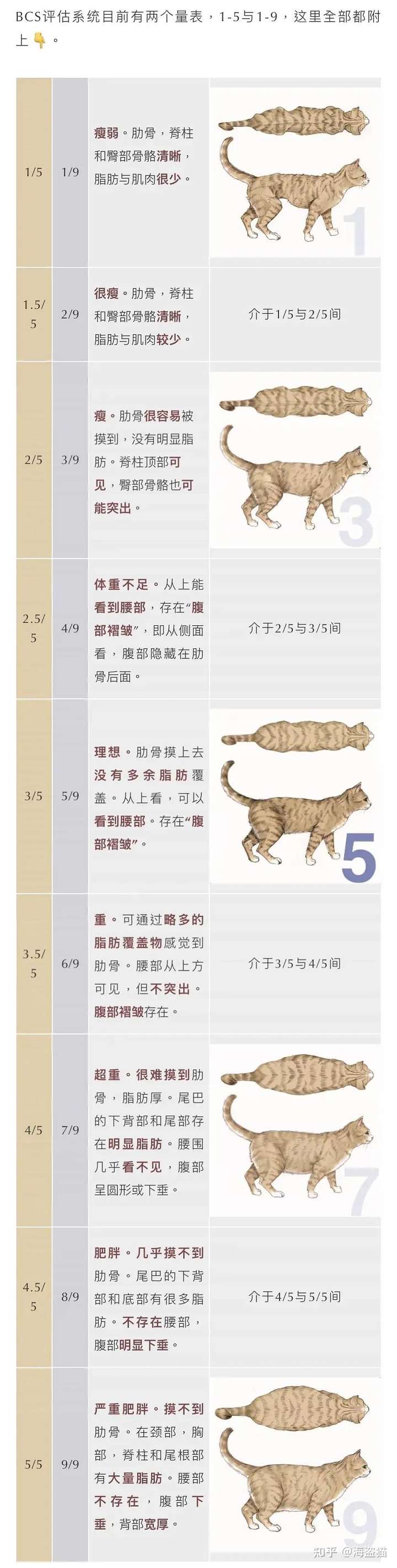 如何判断猫咪的体重是否超标了?