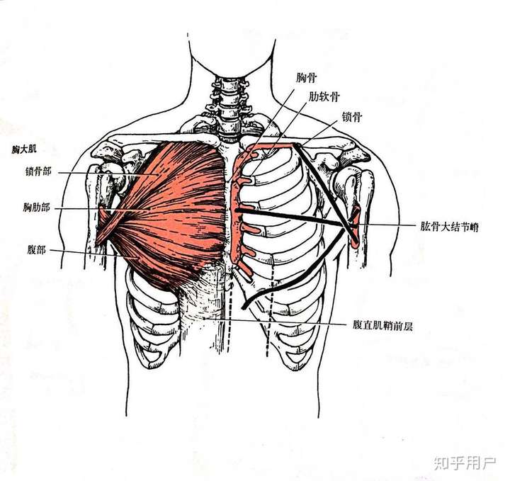 为什么引体向上可以做10个而俯卧撑只能勉强做几个?