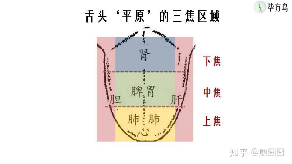 中焦的脾胃反射区在舌头的中部