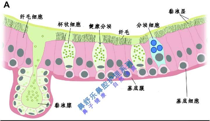 健康黏膜表面稀薄的黏液和细密的纤毛