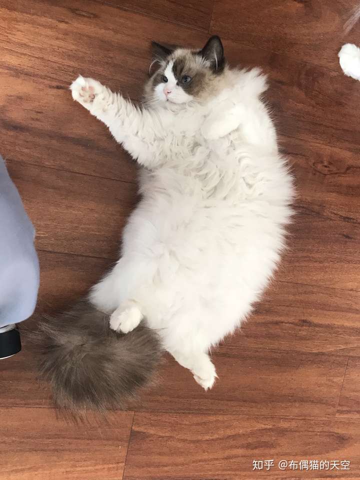 三个月的布偶猫才两斤多,脸尖尖的正常吗?该怎么增肥?
