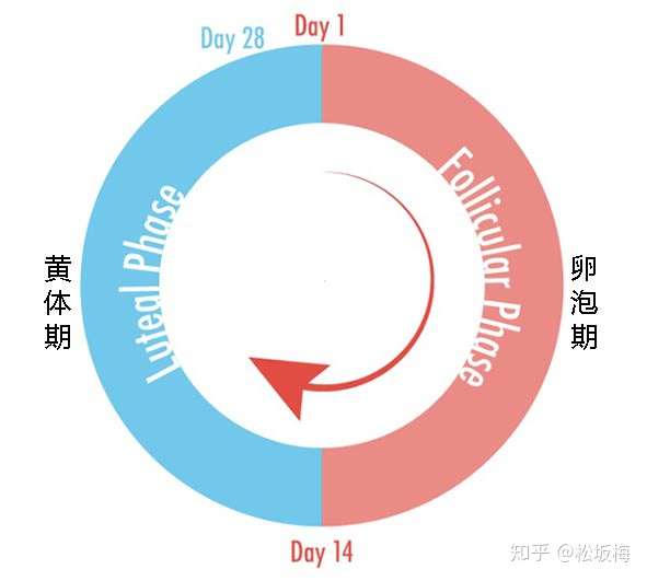 女生黄体期 知乎
