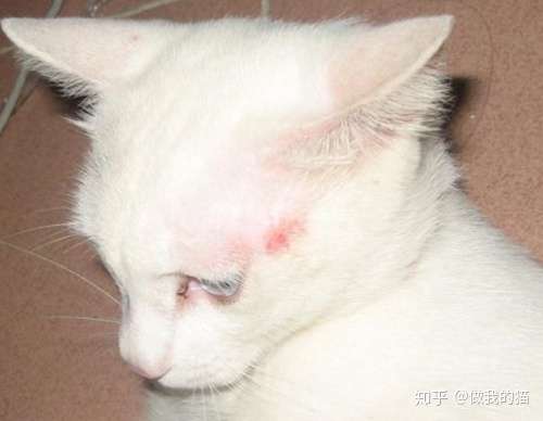 猫癣症状 zhuanlan.zhihu.com