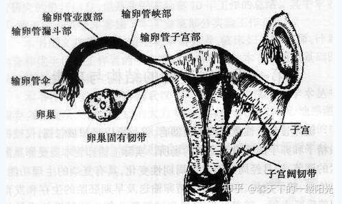 卵孑排出后,破裂卵泡去哪里?