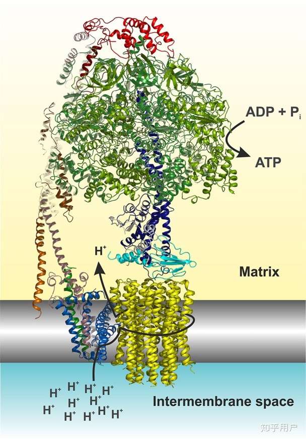 首先线粒体上的atp合成酶(atp synthase)是多达17个亚基组成大型复合