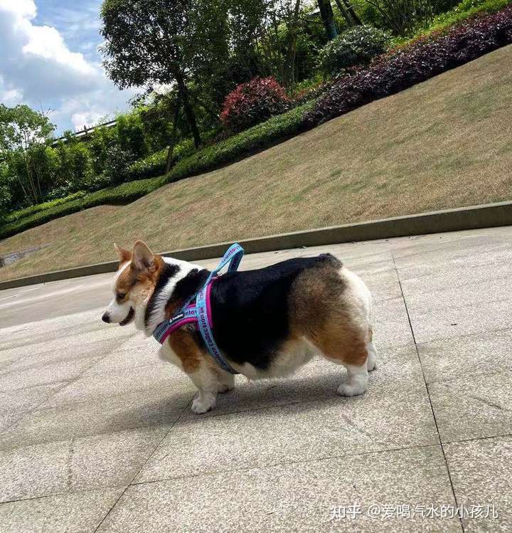 我的柯基腿是不是有点长,还会变短不?