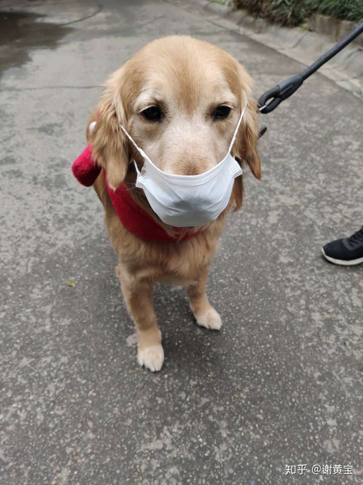 在家躲避疫情,不能出门遛狗,你是怎么帮狗狗解闷的?