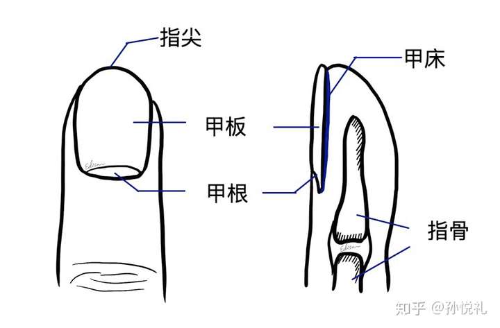 指(趾)甲的简易示意图