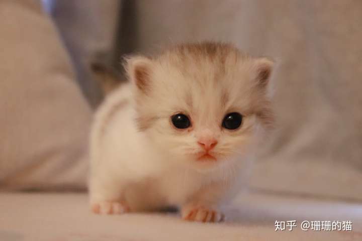 有什么可爱猫猫照片分享吗?