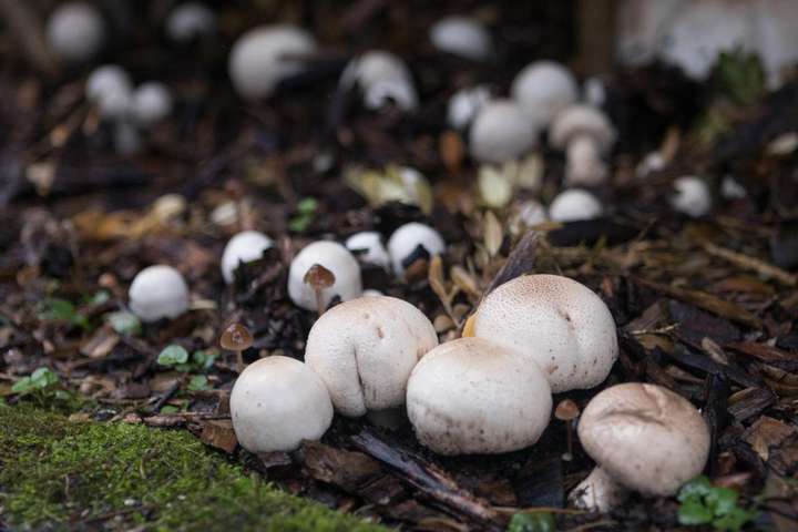 看上去和草菇一样.吃一点就包你升天. 一些毒蘑菇可能很久后才发做.