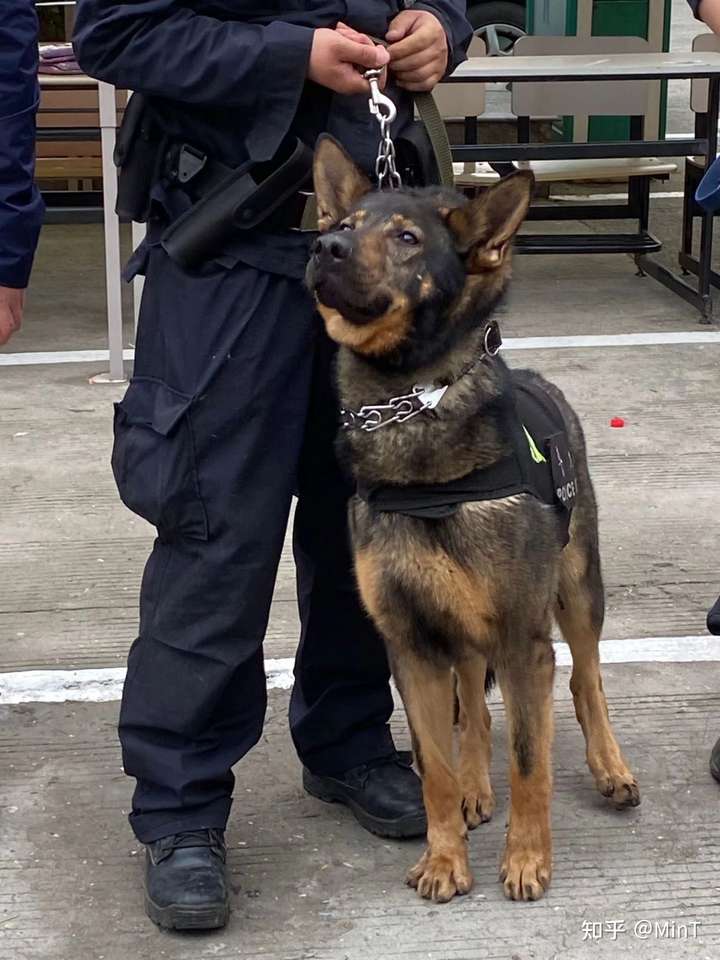 看到警犬能摸吗?