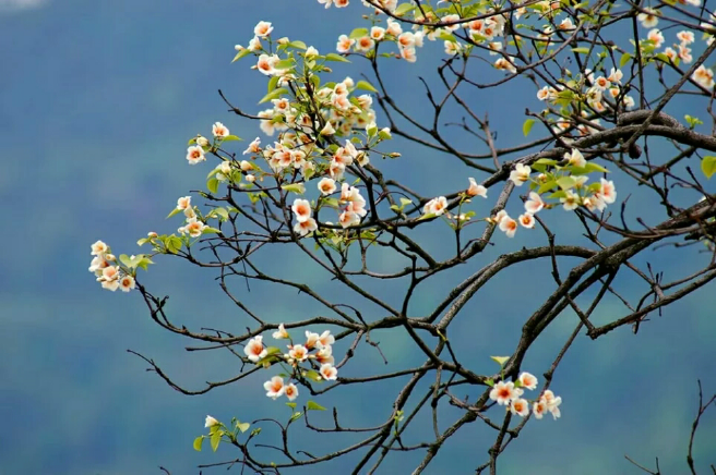 四月是桐子树开花的季节