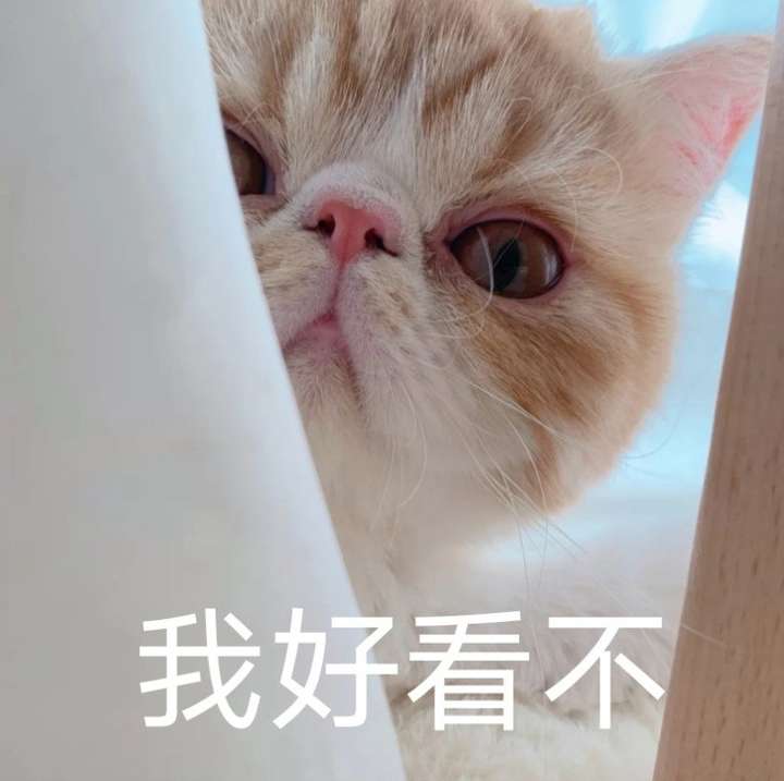 有哪些可爱到哭泣的猫咪图片或者表情包?