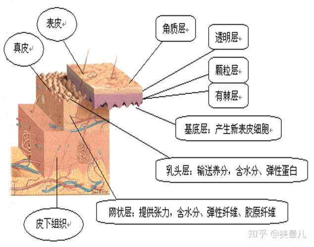 表皮由外到内分五层:角质层,透明层,颗粒层,棘细胞层,基底层.