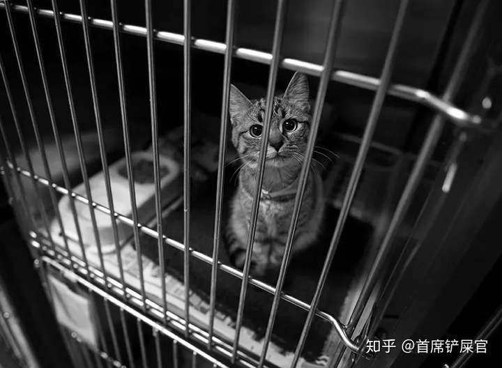 你们会把猫咪关在笼子里养吗?