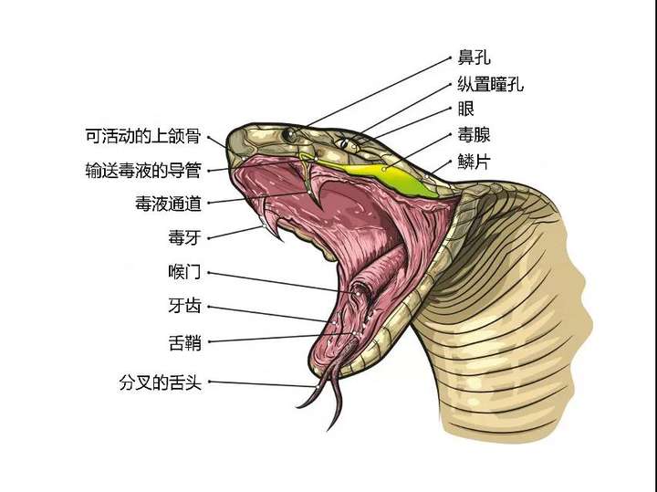 用蛇毒毒毒蛇,毒蛇会不会被蛇毒毒死?