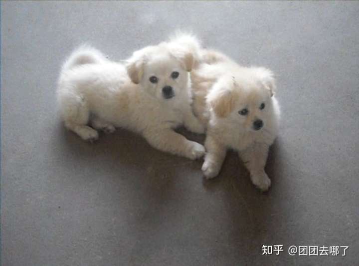 请问这个小白狗是什么品种的狗狗?