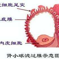 抗肾小球基底膜抗体