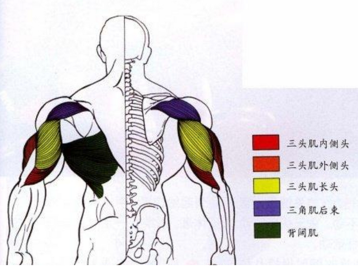 肱二头肌有长头和短头,肱三头肌(triceps brachii)顾名思义一共有三