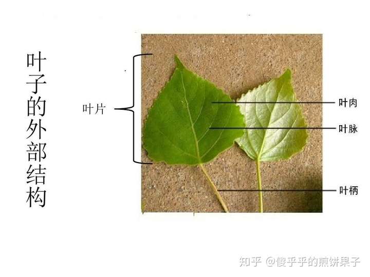 叶子各位名称是什么?