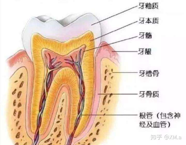 牙本质小管(小管液流动压变化)作用到牙髓腔内末梢神经引发疼痛
