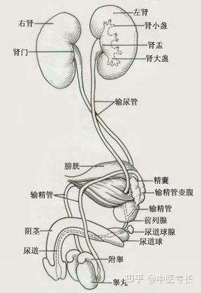 六腑-膀胱 知乎