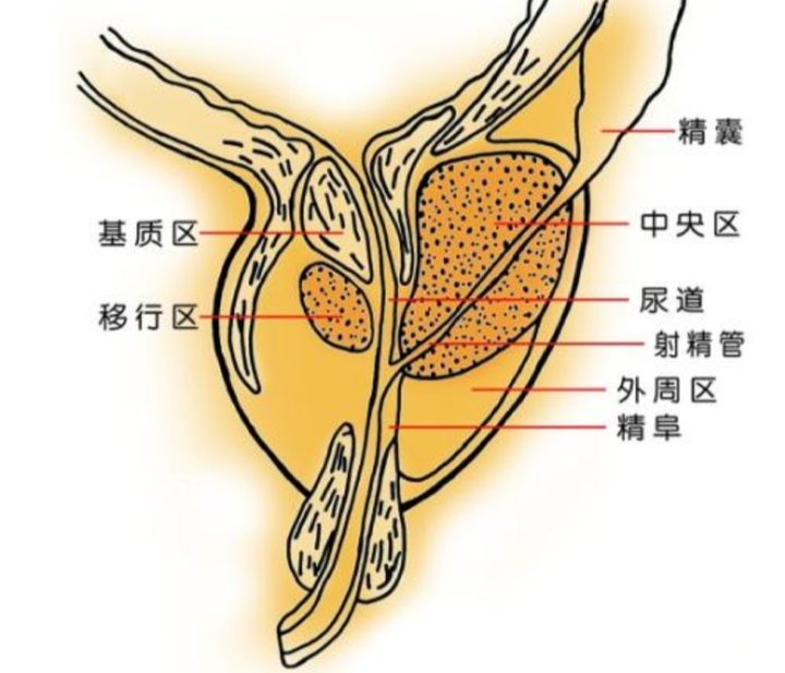 前列腺的功能可以从两方面说起,第一就是解剖结构功能,第二就是外分泌