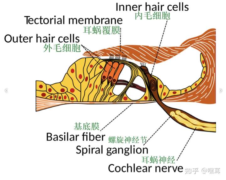耳蜗毛细胞为什么分内毛细胞和外毛细胞?哪个更重要?