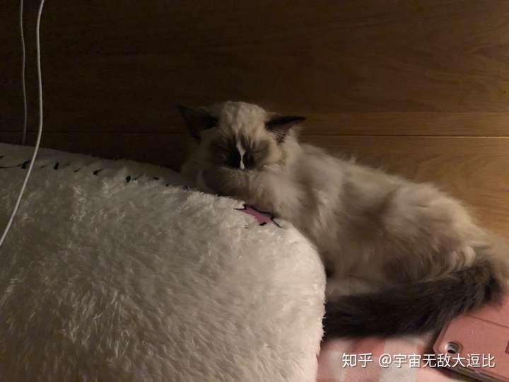 一个十足的粘人精 可能是对我有什么不满意 最后以一只土拨猫结束