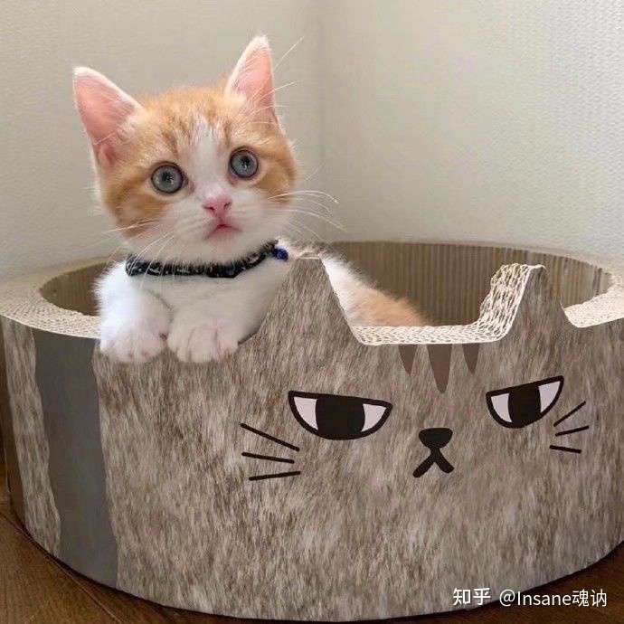 有没有好看的猫咪壁纸或头像?