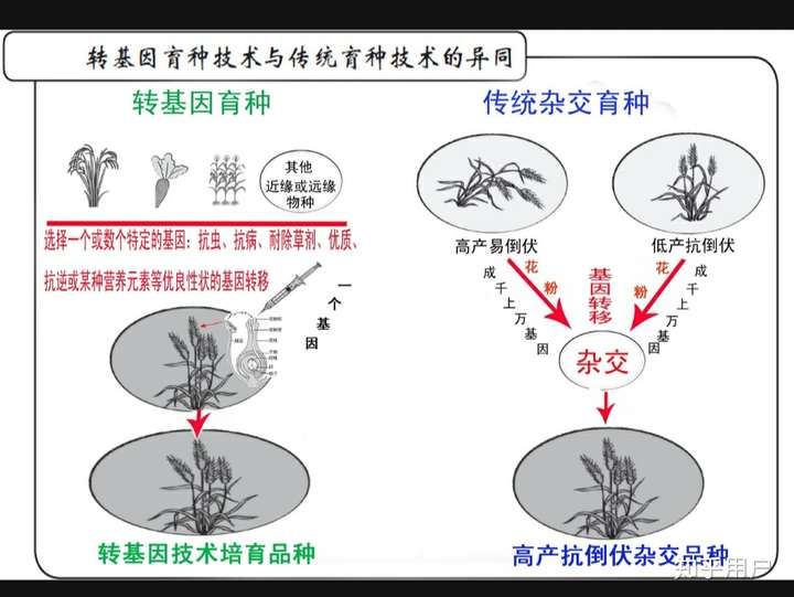 杂交水稻是不是转基因?