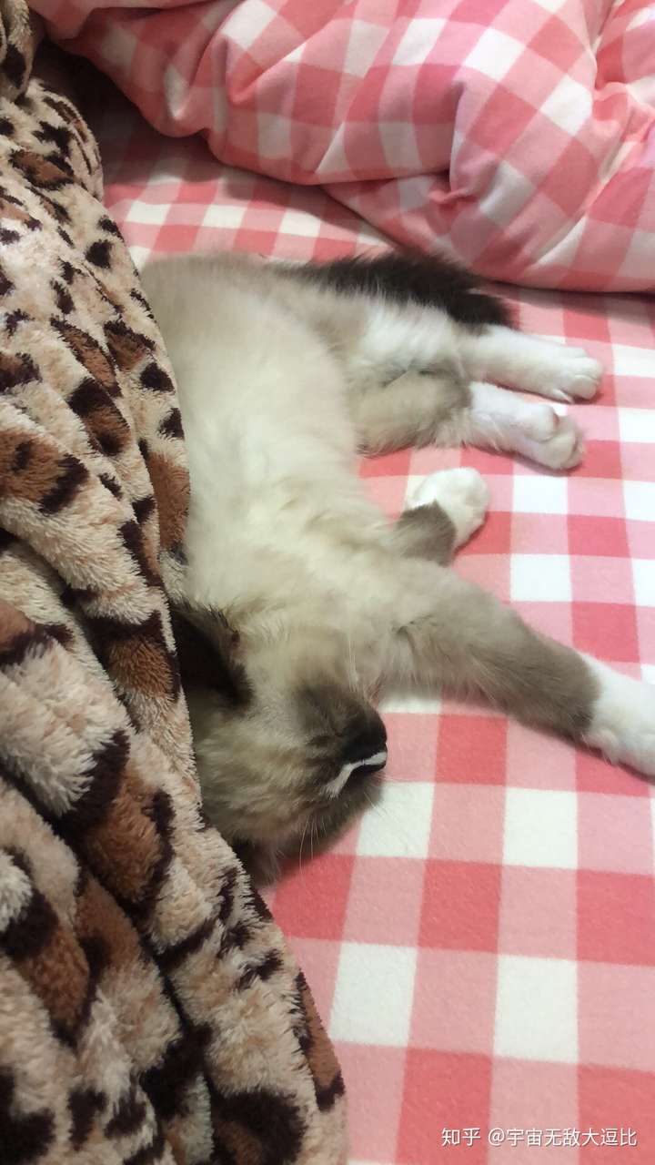一个十足的粘人精 可能是对我有什么不满意 最后以一只土拨猫结束