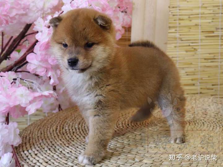 我将养一只两个月的柴犬它该多久洗一次澡