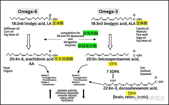 如何在人体omega-6转换为 omega-3?