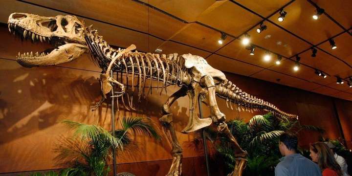 传说中的龙会不会是古代人把恐龙化石当做龙?