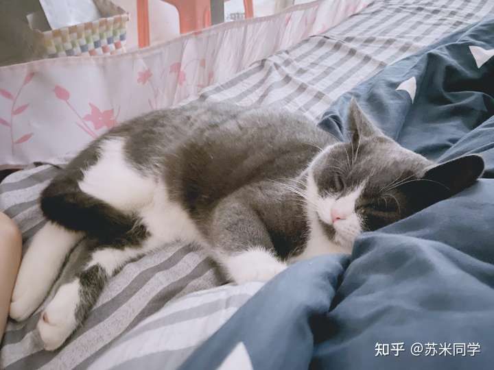 仰躺在床,猫咪慵懒在怀里,什么感觉?