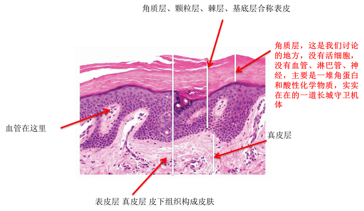 概述:角质层是死亡的角质形成细胞,主要为角蛋白.