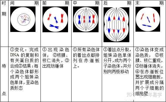 一文解决高考生物:"有丝分裂""减数分裂"图像问题归纳