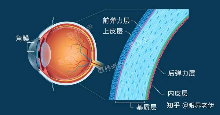 角膜及角膜结构图